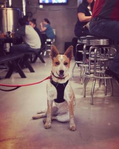 Don’t forget we’re pet friendly! Grab your pup after work and share some chicken…