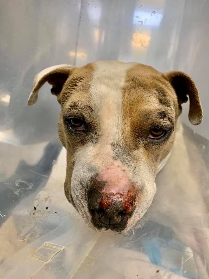 Update- Foster found, let the healing begin.