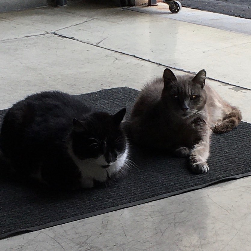 These are our feral brewery cats. The gray cat (Big Momma) was here when we signed o…