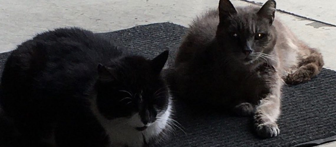 these-are-our-feral-brewery-cats.-the-gray-cat-big-momma-was-here-when-we-signed-o8230.jpg These are our feral brewery cats. The gray cat (Big Momma) was here when we signed o…